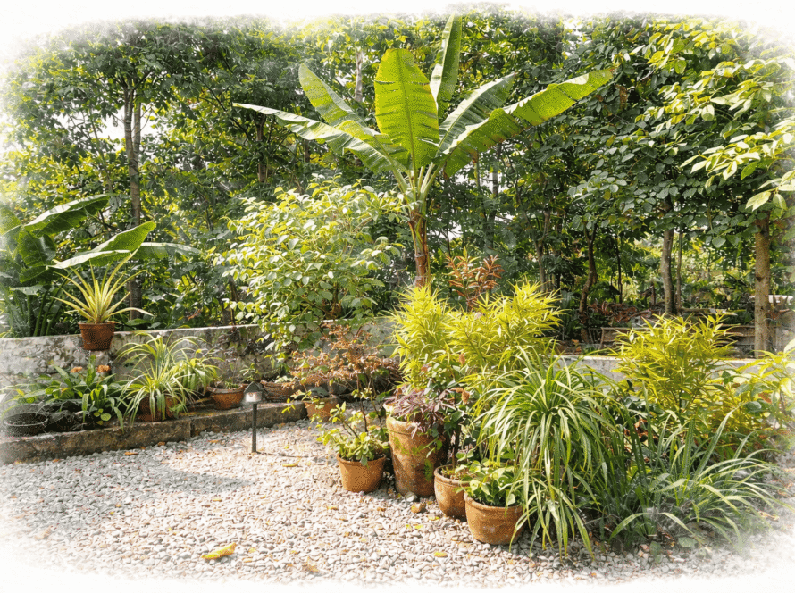 Banana Plan in a Kerala Garden